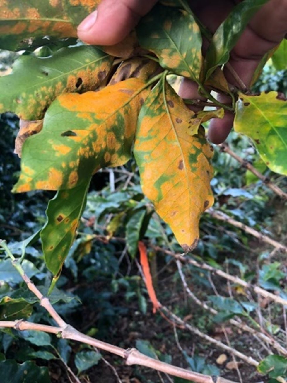 Why do coffee and varieties matter ? » 🌱 RD2 Vision