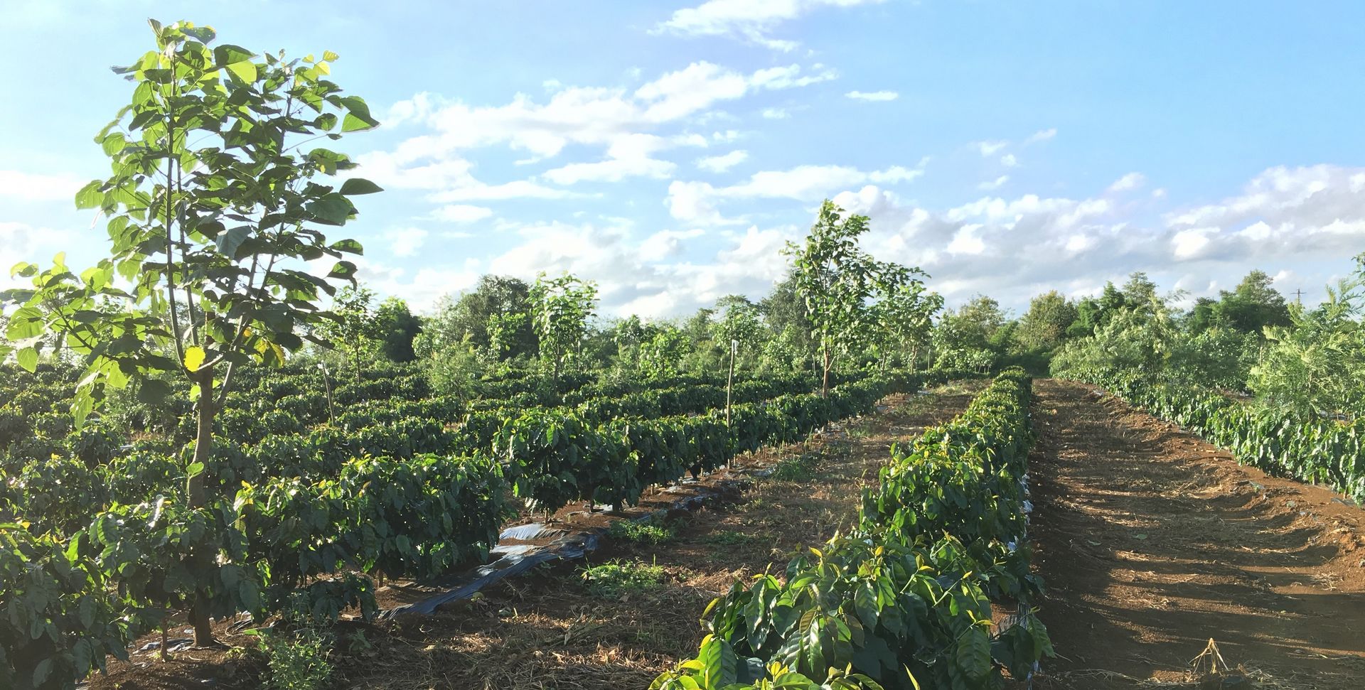 Understanding the different categories of coffee cultivars