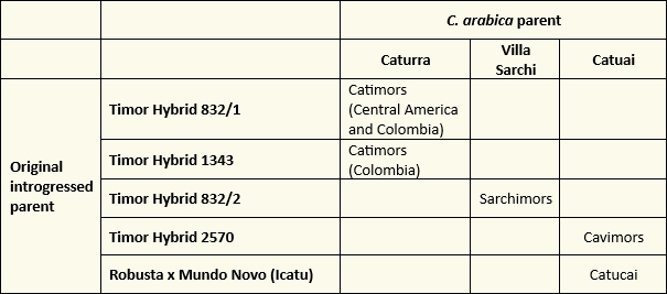 families of C. canephora