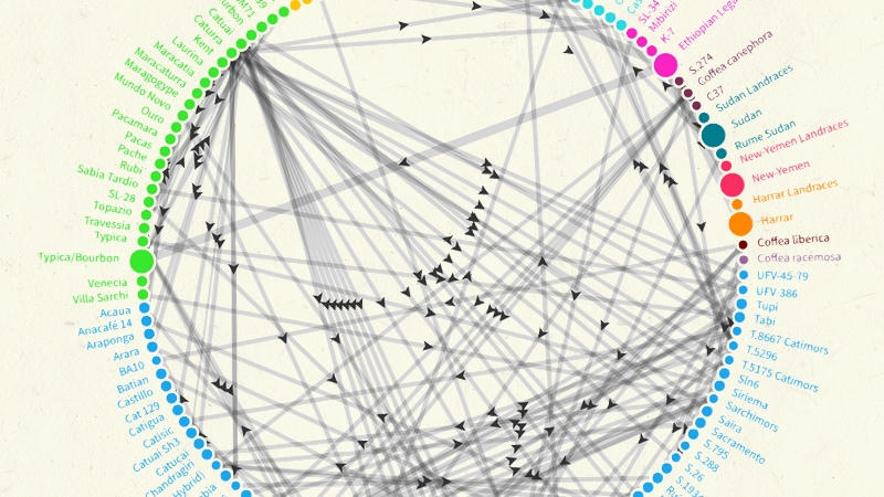 Image Arabica coffee Cultivars Network